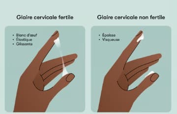 Perte blanche et ovulation