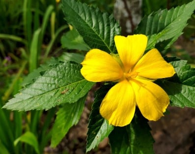 Damiana pour la libido et fertilité