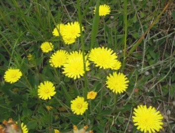 Piloselle et hypertension