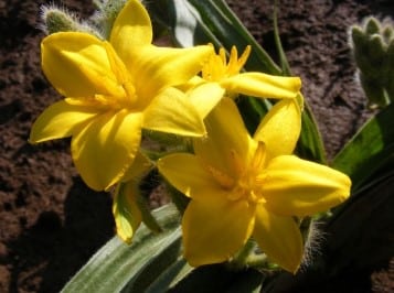 Hypoxis hemerocallidea et cancer