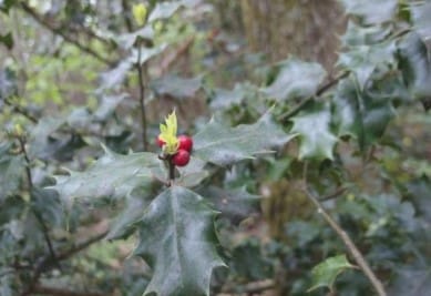 Sauge et galactorrhée