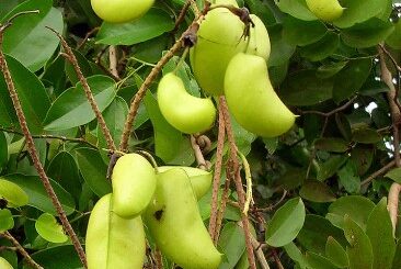 Griffonia simplicifolia pour perdre du poids