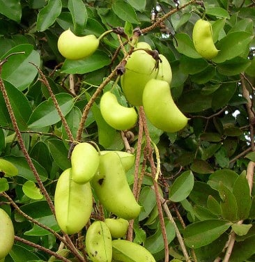 Griffonia simplicifolia pour perdre du poids