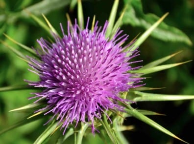 Chardon-Marie pour soutenir le foie