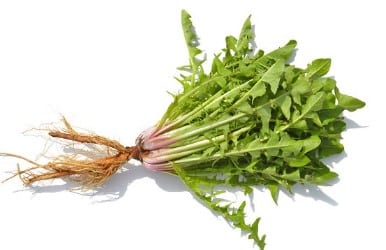 feuilles et racines de pissenlit et hépatite