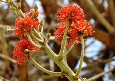 Erythrina abyssinica et convulsions