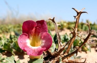 Harpagophytum procumbens et douleurs articulaires