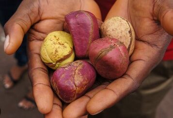 Kola nut pour réduire la fatigue