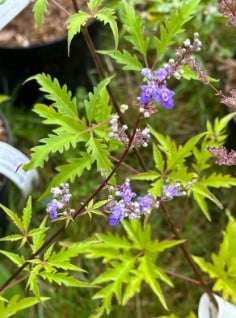 Chasteberry et galactorrhée