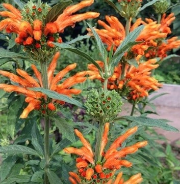 Leonotis leonurus et douleurs