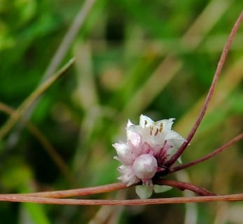 Cuscuta africana et infection urinaire