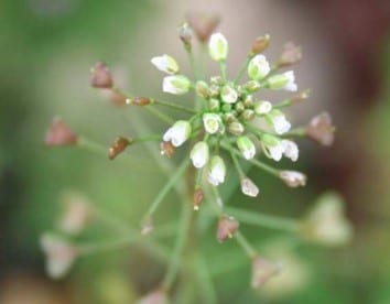 Copaïba et fibromes