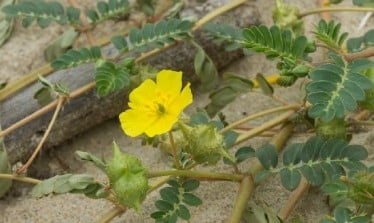 Tribulus terrestris et libido