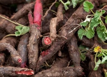 Umckaloabo et infections respiratoires