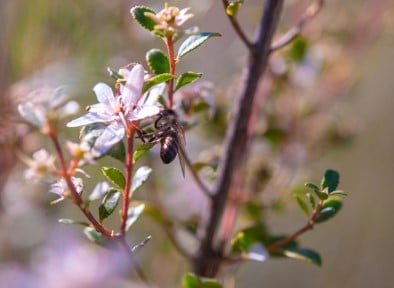 Buchu pour la santé rénale