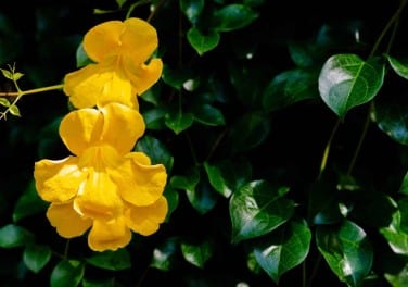 Uncaria tomentosa pour renforcer le système immunitaire