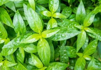 Andrographis et infections respiratoires