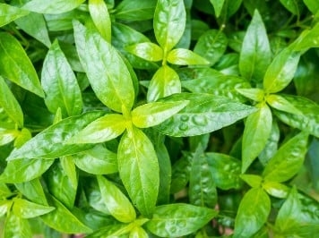 Andrographis et infections respiratoires