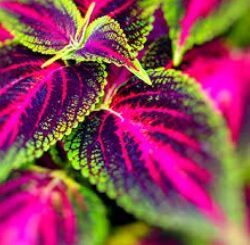Coleus forskohlii pour réguler la prolactine