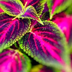 Coleus forskohlii pour réguler la prolactine