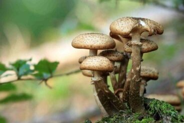 pouvoir des champignons médicinaux