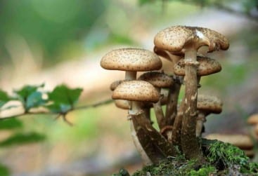 pouvoir des champignons médicinaux