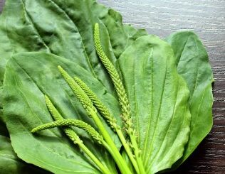 meilleurs remèdes naturels pour lutter contre les allergies