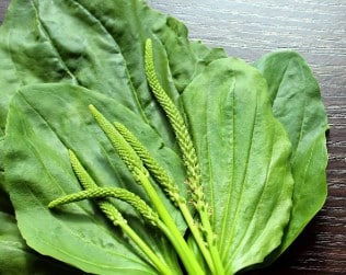 meilleurs remèdes naturels pour lutter contre les allergies