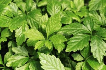 Jiaogulan pour réguler le cholestérol