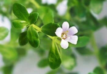 Bacopa et troubles neurologiques