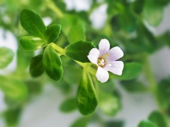 Bacopa et troubles neurologiques
