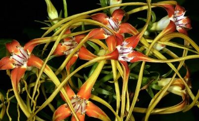 Strophanthus kombe et insuffisance cardiaque