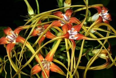 Strophanthus kombe et insuffisance cardiaque