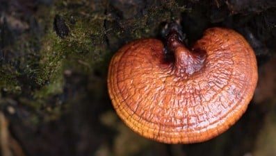 Reishi et cancer