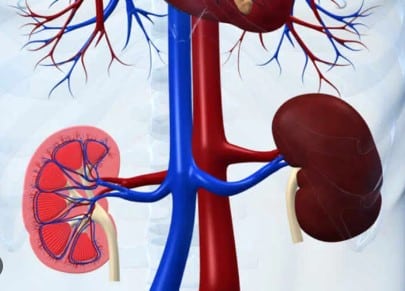 détox profonde du foie et des reins