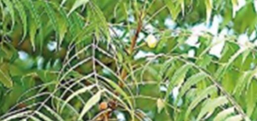 Hépatite B : Faits Diagnostic et Traitement de Pointe